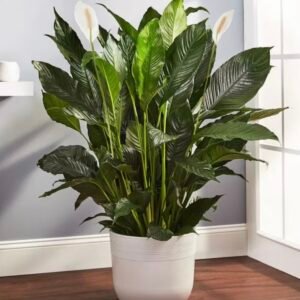 10 Inch Peace Lily plant
