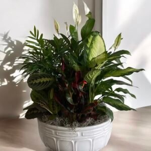 XL Dishgarden PREMIUM Plant